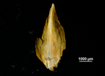 Glume of Carex potosina US02140472 Mexico