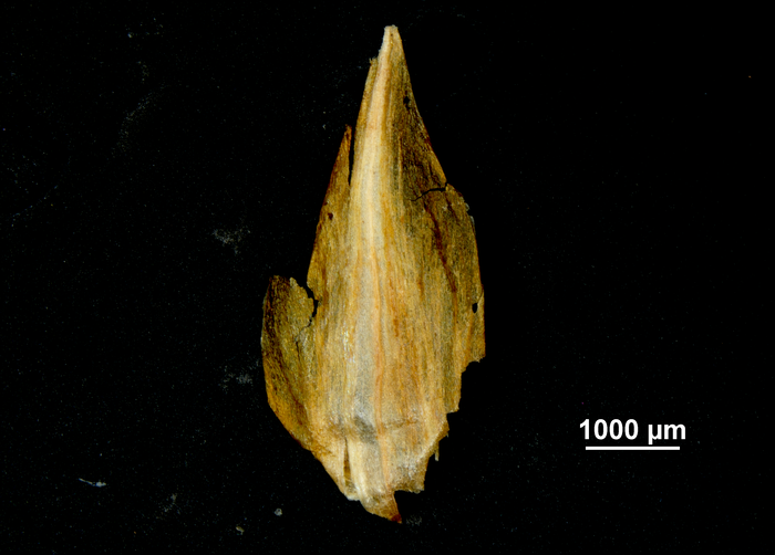 Glume of Carex potosina US02140472 Mexico