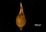 Utricle (abaxial) of Carex potosina US02140472 Mexico