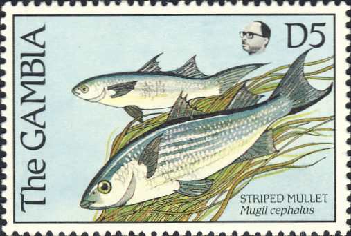 Mugil cephalus Mugil cephalus