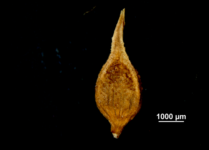 Utricle (adaxial) of Carex potosina US02140472 Mexico