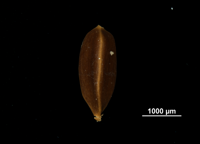 Nutlet of Carex steyermarkii US02140583 Mexico