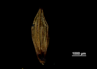 Uricle (abaxial) of Carex steyermarkii US02140583 Mexico