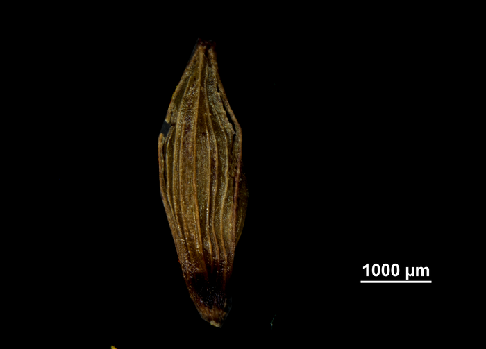 Uricle (abaxial) of Carex steyermarkii US02140583 Mexico