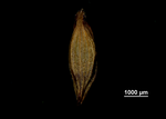 Uricle (adaxial) of Carex steyermarkii US02140583 Mexico