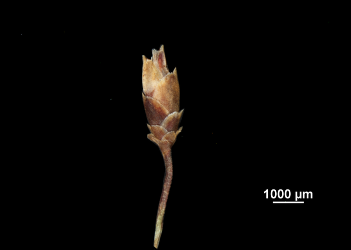 Spike of Chamaedendron fragilis US02234396 New Caledonia