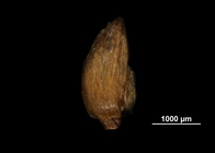 Glume of Cladium jamaicense US02235019 French Polynesia