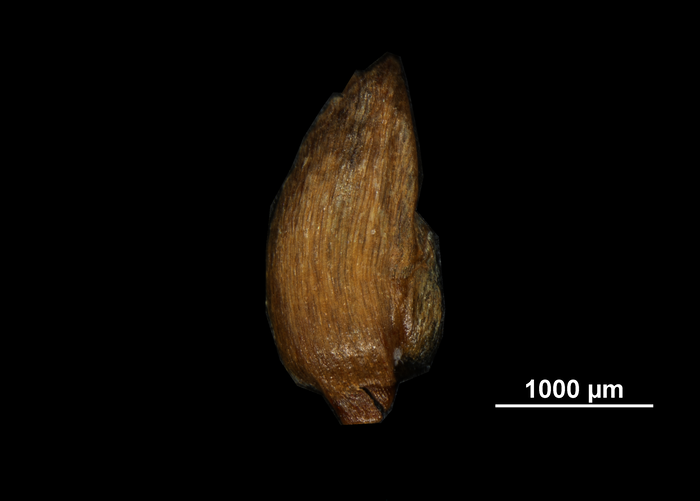 Glume of Cladium jamaicense US02235019 French Polynesia