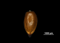 Nutlet of Cladium jamaicense US02235019 French Polynesia
