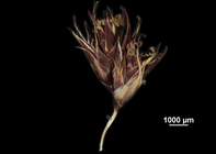 Spike of Coleochloa microcephala US01956798 Tanzania