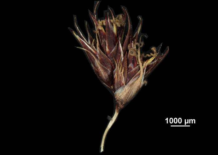 Spike of Coleochloa microcephala US01956798 Tanzania