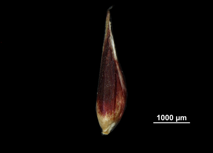 Glume of Coleochloa microcephala US01956798 Tanzania