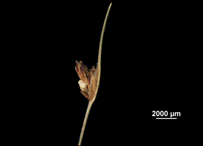 Spike of Ficinia oligantha US02092232 South Africa