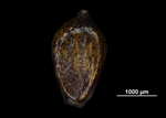 Nutlet of Gahnia marquisensis US02234533 Fiji