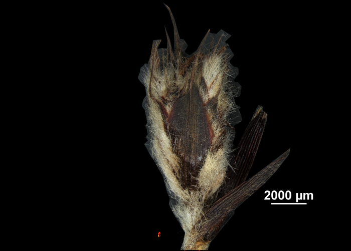 Spike of Lagenocarpus alboniger US02235395 Brazil