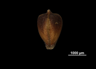 Nutlet of Lagenocarpus minarum US02236762 Brazil