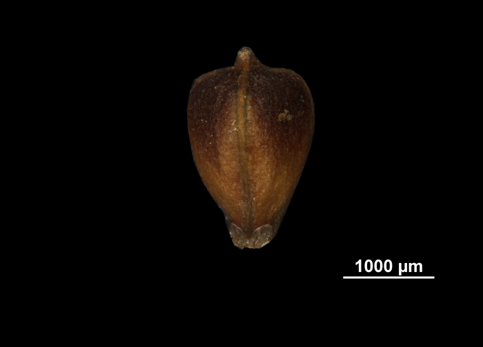 Nutlet of Lagenocarpus minarum US02236762 Brazil