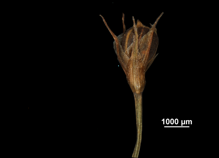 Spikelet of Lagenocarpus minarum US02236762 Brazil
