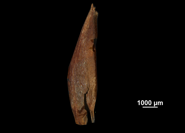 Glume of Rhynchospora legrandii US02564031