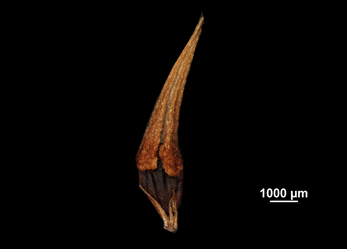 Nutlet of Rhynchospora legrandii US02564031