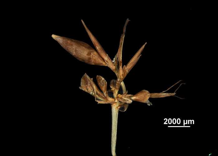 Spike of Rhynchospora pedersenii US02256718 Brazil