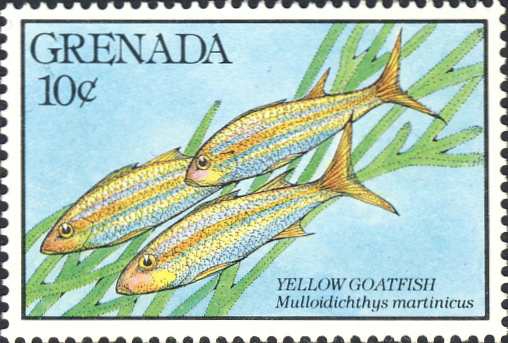 Mulloidichthys martinicus Mulloidichthys martinicus