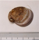 Velutina velutina (Mler O.F., 1776) 