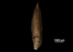 Glume of Rhynchospora pedersenii US02256718 Brazil