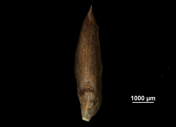 Glume of Rhynchospora pedersenii US02256718 Brazil