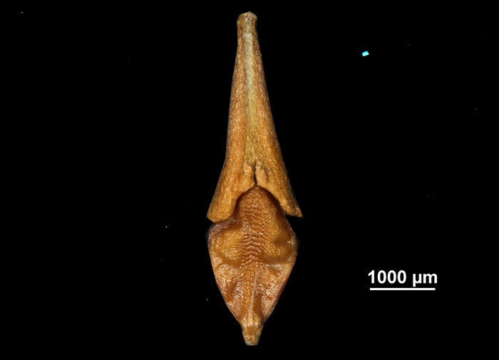 Nutlet of Rhynchospora pedersenii US02256718 Brazil