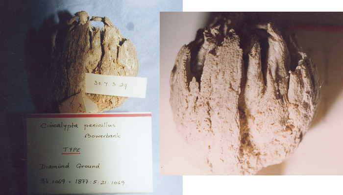 Ciocalypta penicillus dried holotype