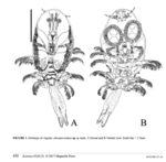 Argulus chiropteroideus 