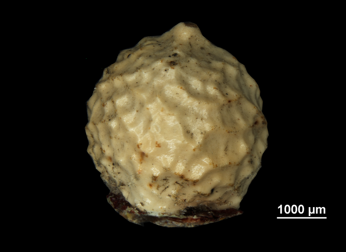 Nutlet of Scleria panicoides US02099160 Brazil