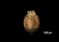 Nutlet of Scleria stipularis US00652704 Guyana
