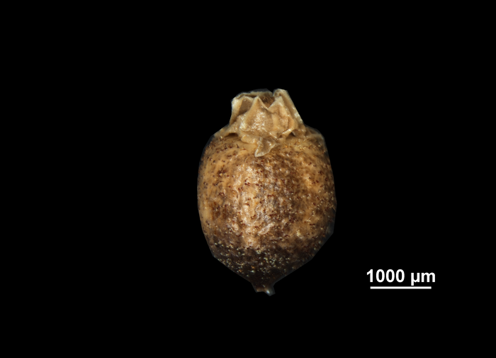 Nutlet of Scleria stipularis US00652704 Guyana