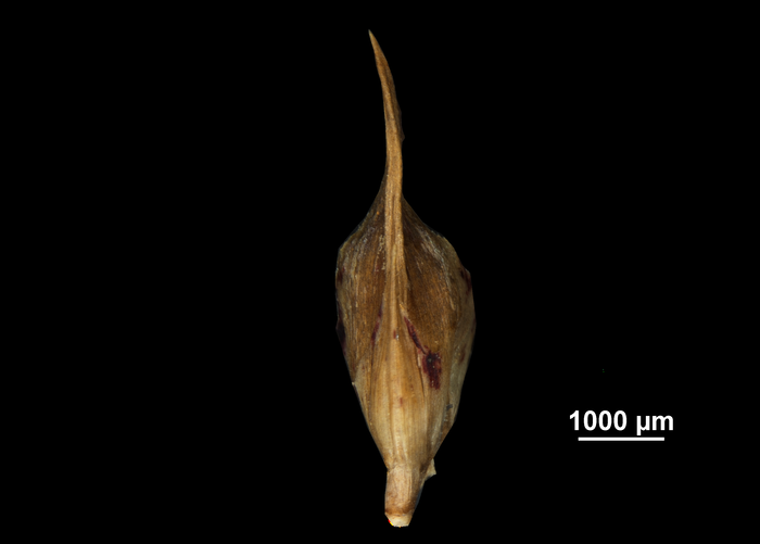 Glume of Scleria stipularis US00652704 Guyana