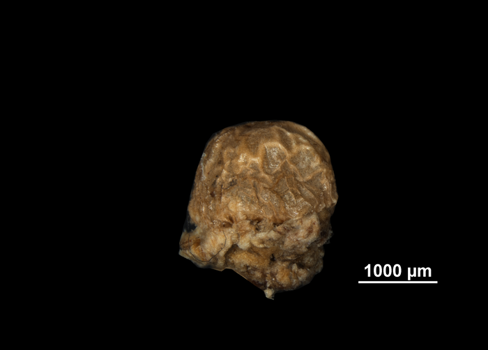 Nutlet of Becquerelia cymosa US02100305 Costa Rica