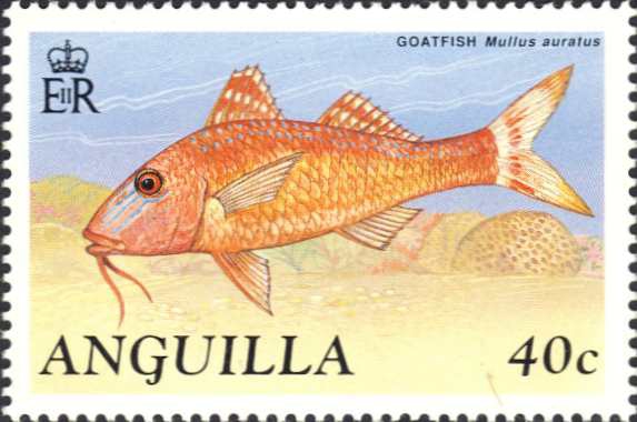 Mullus auratus Mullus auratus