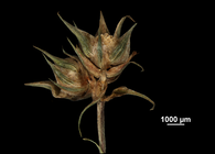 Spikelets of Becquerelia muricata US02100367 Brazil