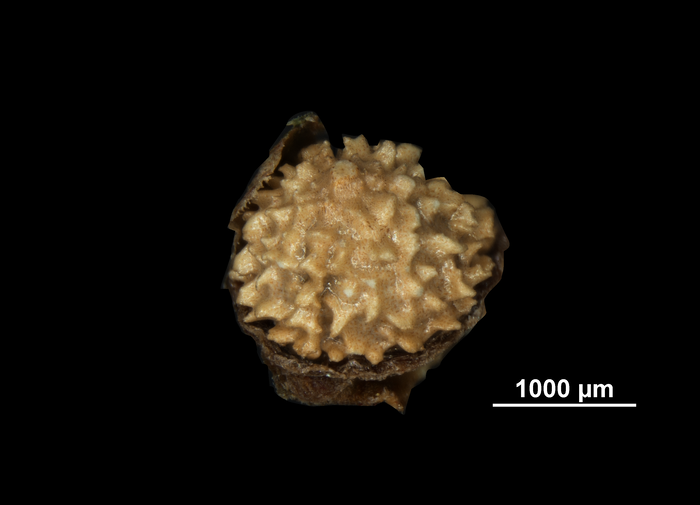 Nutlet of Becquerelia muricata US02100367 Brazil