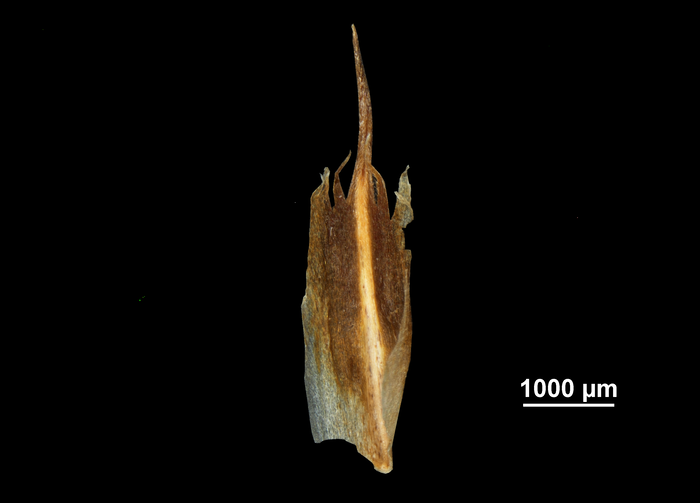 Glume of Bolboschoenus nobilis US02081405 Angola