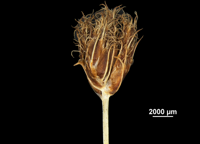 Spike of Bolboschoenus nobilis US02081405 Angola