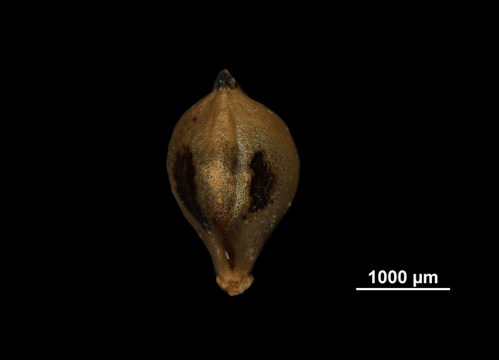 Nutlet of Bolboschoenus nobilis US02081405 Angola
