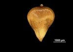 Nutlet of Bolboschoenus robustus US3605532