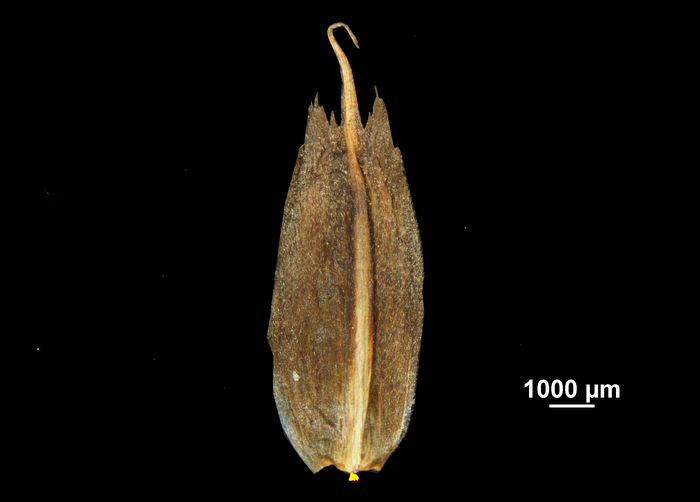 Glume of Bolboschoenus robustus US3605532