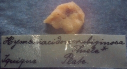 Hymeniacidon rubiginosa Thiele, 1905, fragment of type