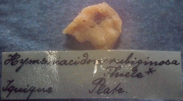 Hymeniacidon rubiginosa Thiele, 1905, fragment of type