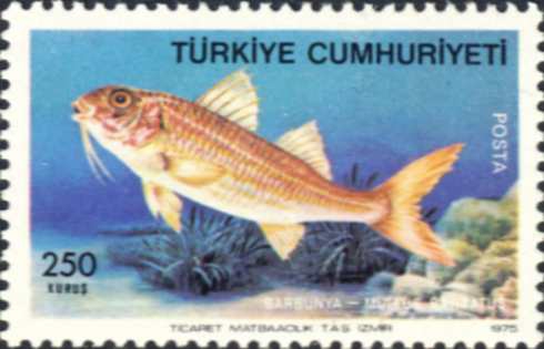 Mullus barbatus Mullus barbatus