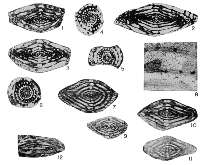 Wedekindellina matura Thompson, 1945