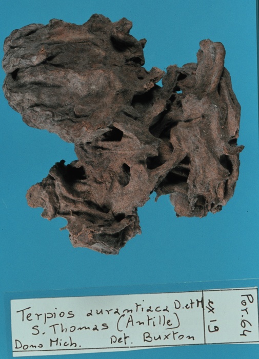 Terpios aurantiaca Duchassaing &amp; Michelotti, 1864 lectotype